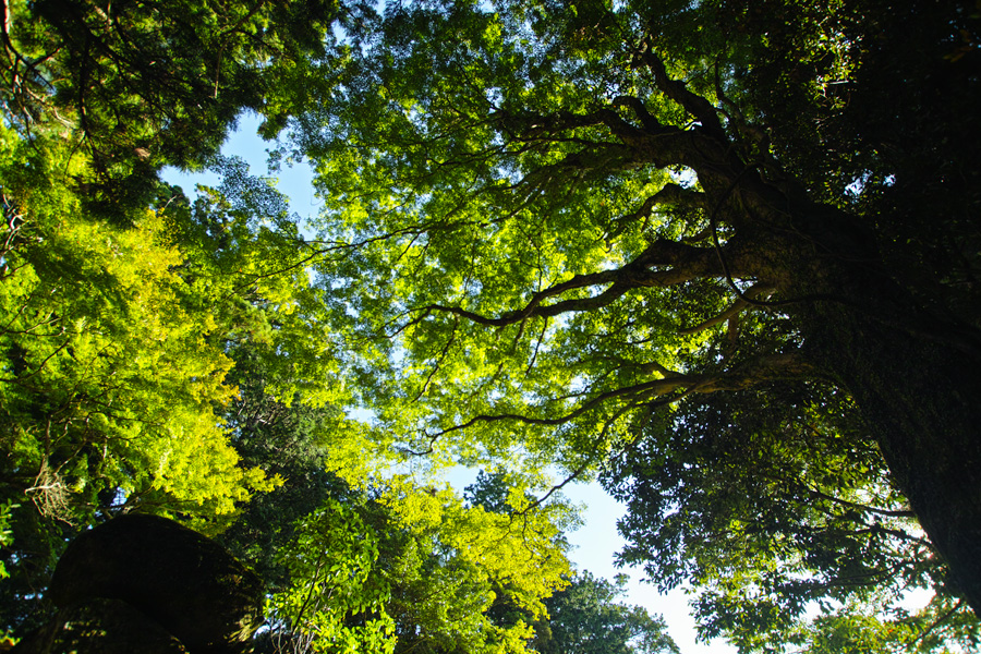 ӂ邳 F ʐ^EEEKumano Photo Square 