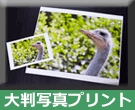 �a���̃v�����g�C���[�W
